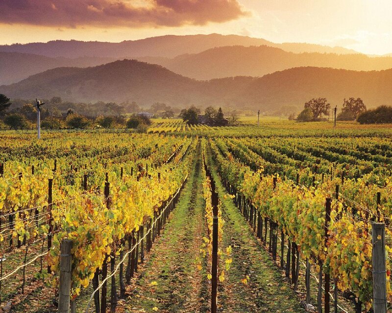 Vineyard at sunset
