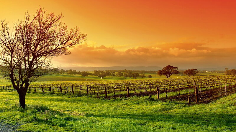 Vineyard at sunset