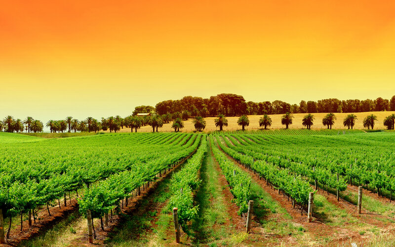 Vineyard at sunset