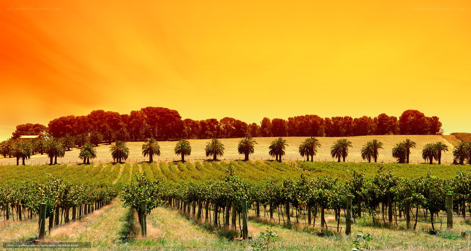 Vineyard at sunset