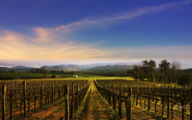 Vineyard at sunset