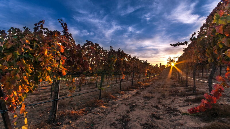 Vineyard at Sunset — Blue, Serene