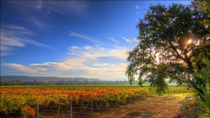 Vineyard at Sunset — Blue