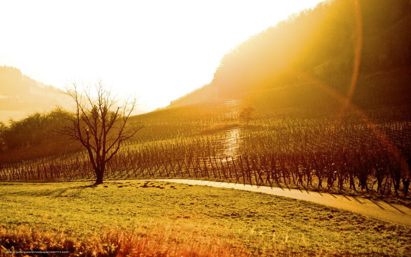 Vineyard at Sunset — Gold, Serene