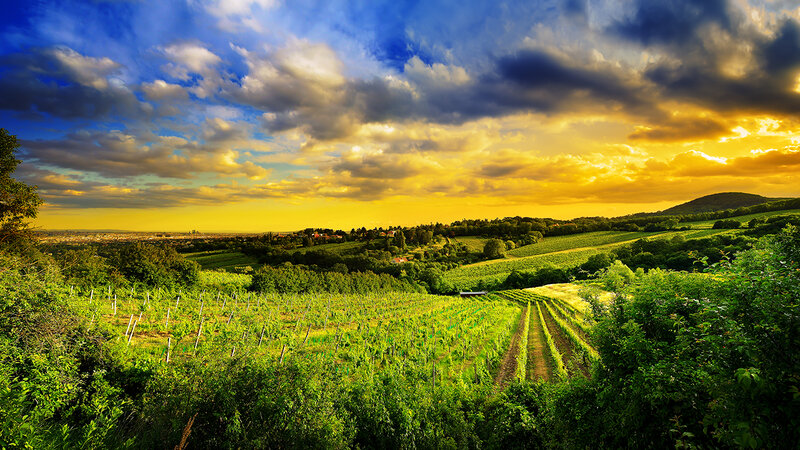 Vineyard at Sunset — Green, Dramatic, Photograph, Hills, Clouds