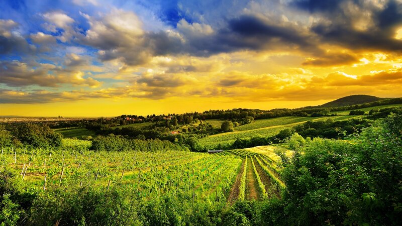 Vineyard at Sunset — Green, Dramatic, Photograph, Hills