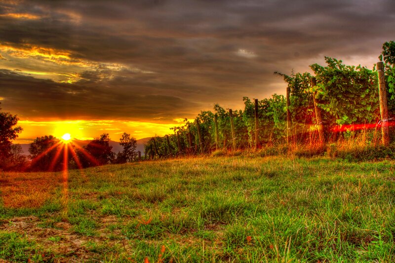 Vineyard at Sunset — Green, Dramatic, Photograph