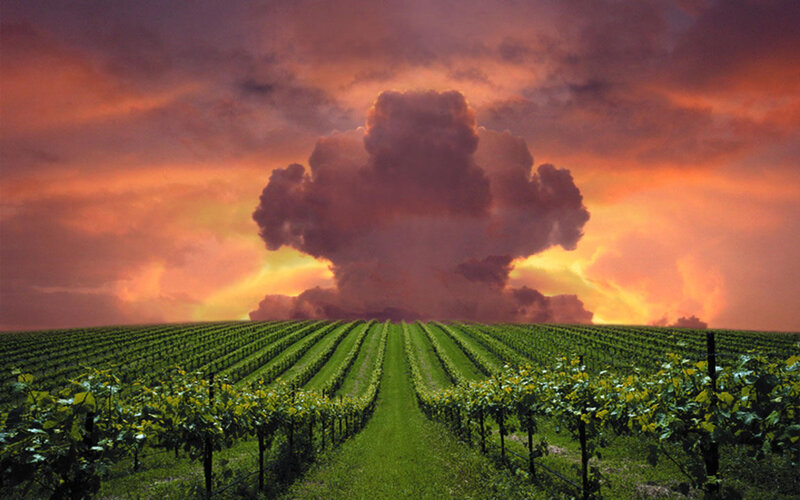 Vineyard at Sunset — Green, Dramatic