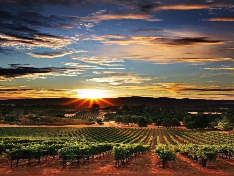 Vineyard at Sunset — Green, Serene, Photograph, Sun