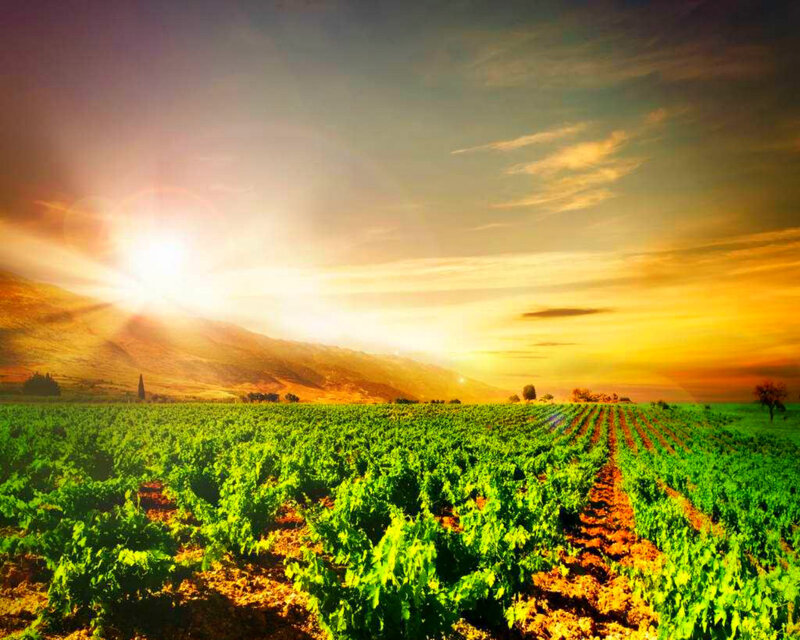 Vineyard at Sunset — Green, Serene, Photograph