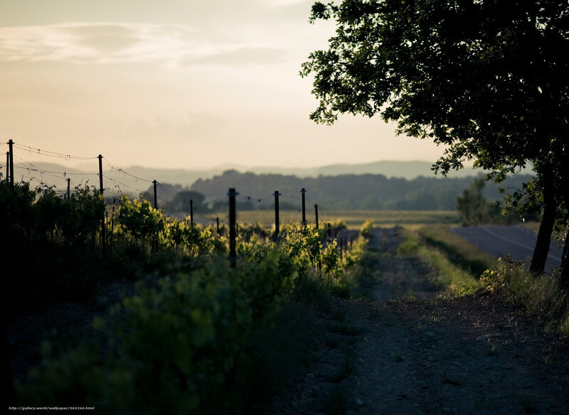 Vineyard at Sunset — Green, Serene, Photograph, Tree