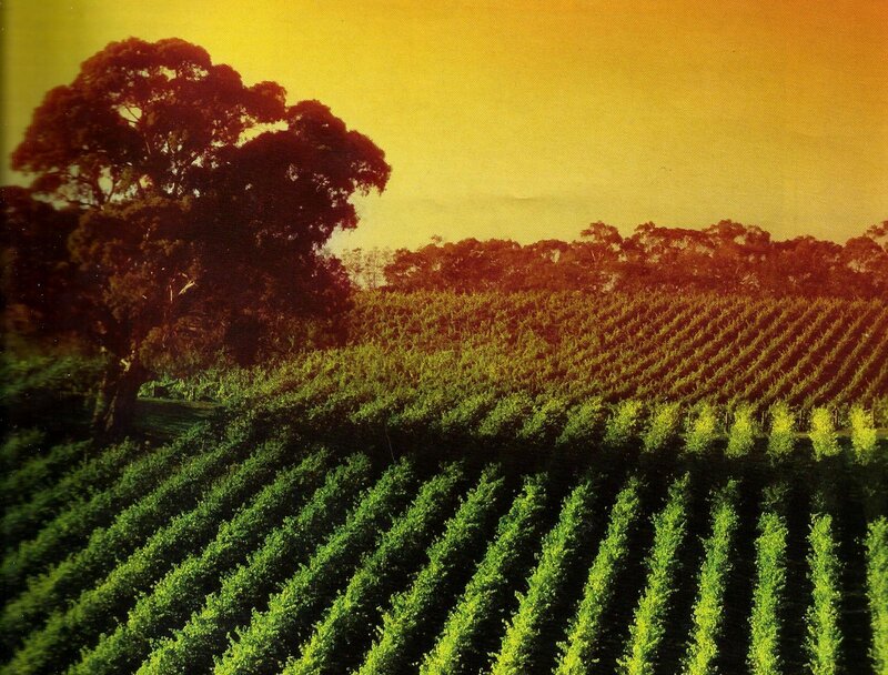 Vineyard at Sunset — Green, Serene