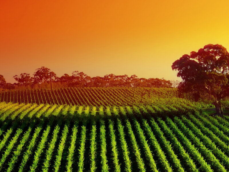 Vineyard at Sunset — Green