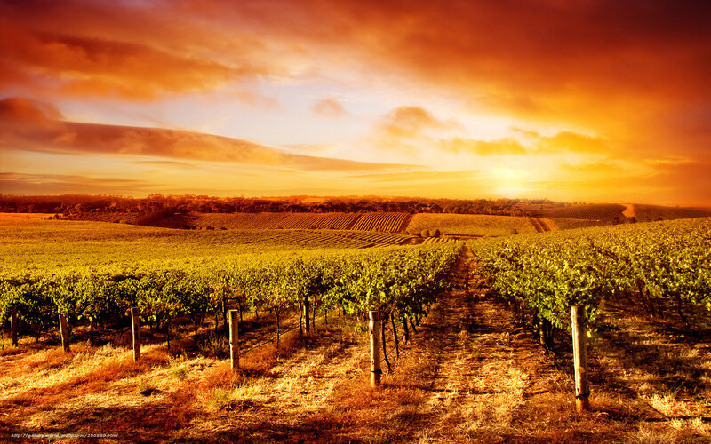 Vineyard at Sunset — Orange, Dramatic, Photograph, Grapevines