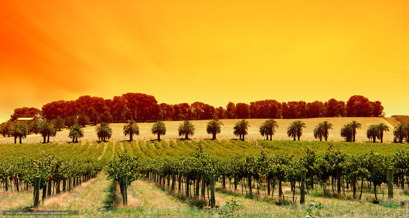 Vineyard at Sunset — Orange, Dramatic, Photograph, Palm Trees