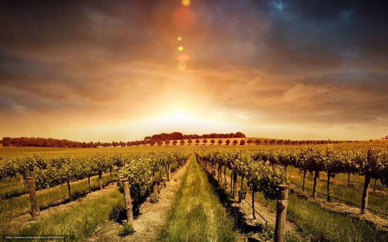 Vineyard at Sunset — Orange, Dramatic, Photograph, Sun, Clouds