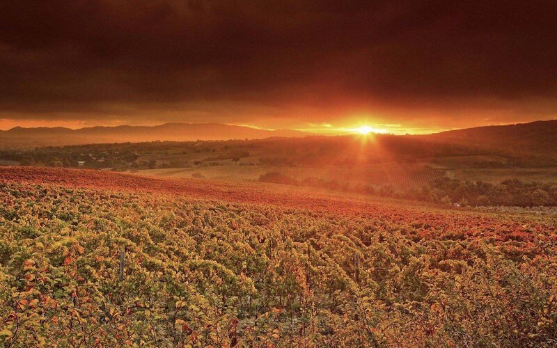 Vineyard at Sunset — Orange, Dramatic, Photograph, Sun, Hills, Clouds