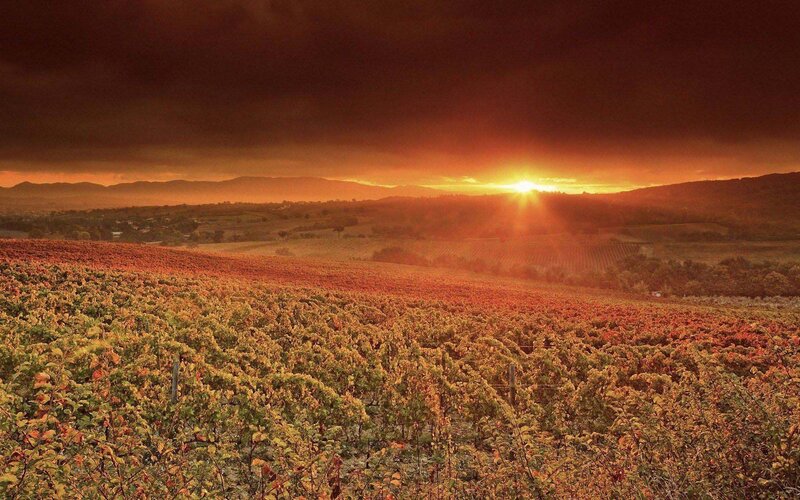 Vineyard at Sunset — Orange, Dramatic, Photograph, Sun, Hills, Sky
