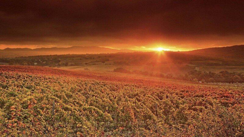 Vineyard at Sunset — Orange, Dramatic, Photograph, Sun, Hills