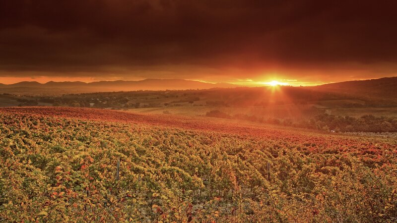 Vineyard at Sunset — Orange, Dramatic, Photograph, Sun, Mountains
