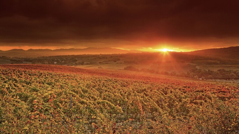 Vineyard at Sunset — Orange, Dramatic, Photograph, Sun