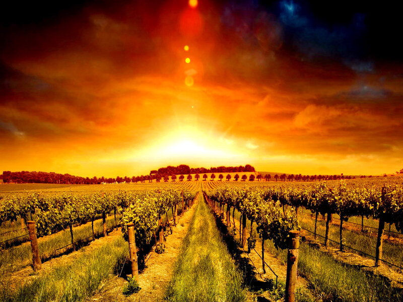 Vineyard at Sunset — Orange, Dramatic, Photograph