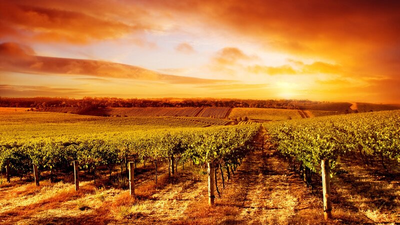Vineyard at Sunset — Orange, Serene, Photograph, Grapevines