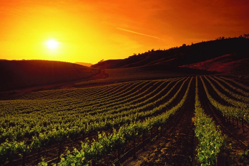 Vineyard at Sunset — Orange, Serene, Photograph, Sun, Hills