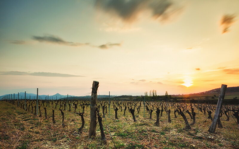 Vineyard at Sunset — Orange, Serene, Photograph, Sun