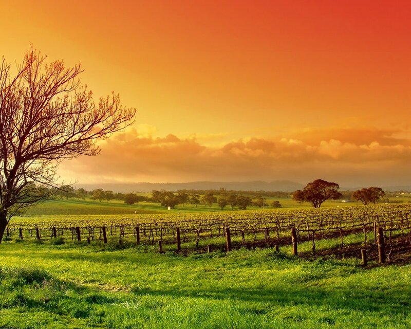 Vineyard at Sunset — Orange, Serene, Photograph