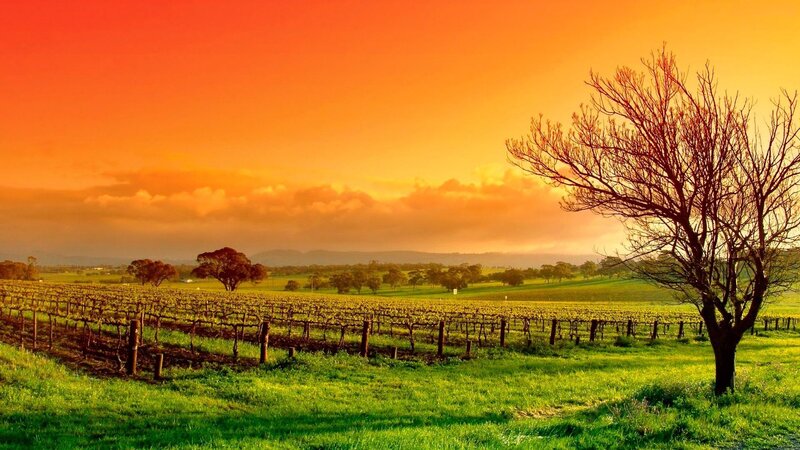 Vineyard at Sunset — Orange, Serene, Photograph, Tree, Field, Mountains