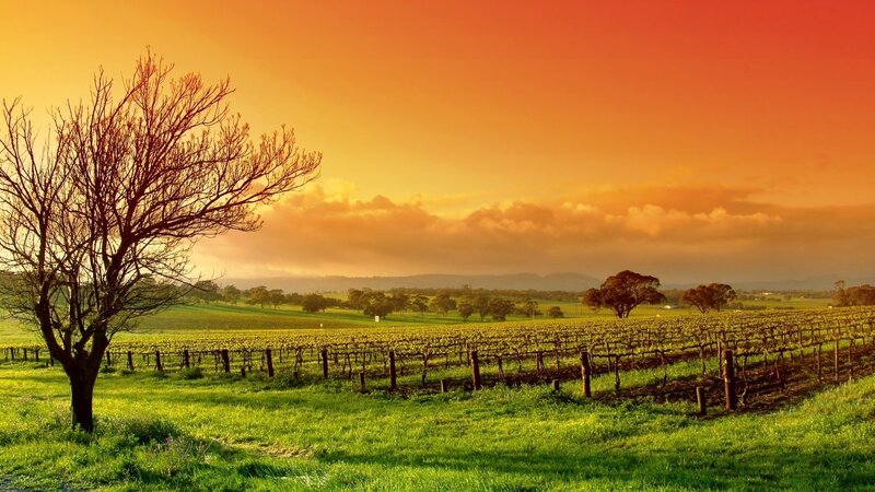 Vineyard at Sunset — Orange, Serene, Photograph, Tree, Grapevines, Clouds