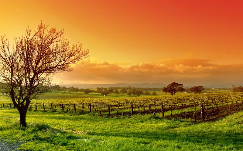 Vineyard at Sunset — Orange, Serene, Photograph, Tree, Grapevines, Hills
