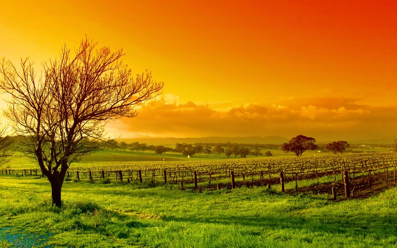 Vineyard at Sunset — Orange, Serene, Photograph, Tree, Grapevines
