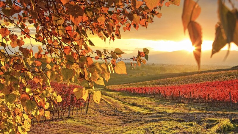 Vineyard at Sunset — Orange, Serene, Photograph, Trees, Hills