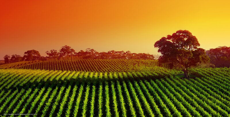 Vineyard at Sunset — Orange, Serene, Photograph, Trees
