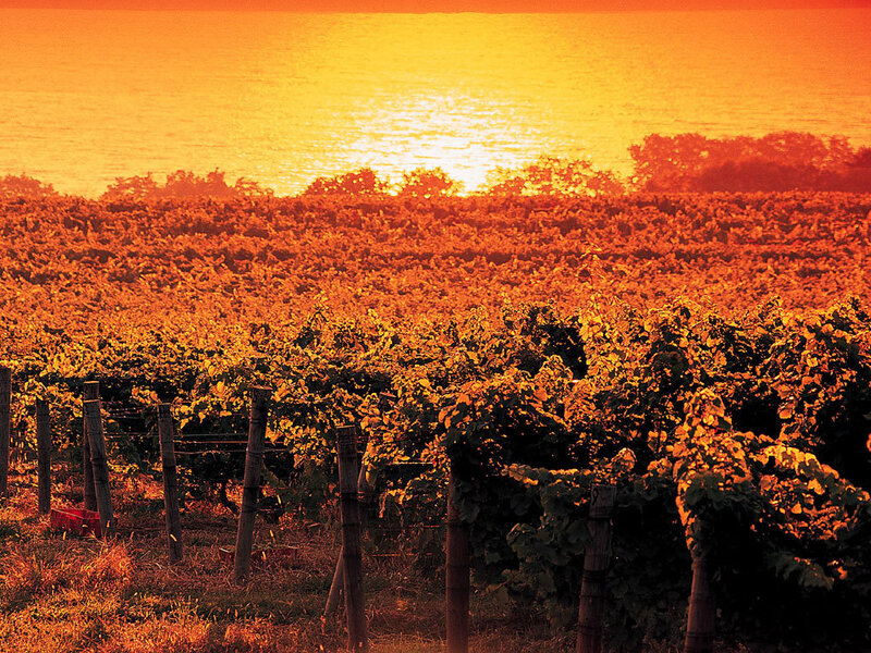Vineyard at Sunset — Orange