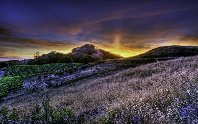 Vineyard at Sunset — Purple, Dramatic