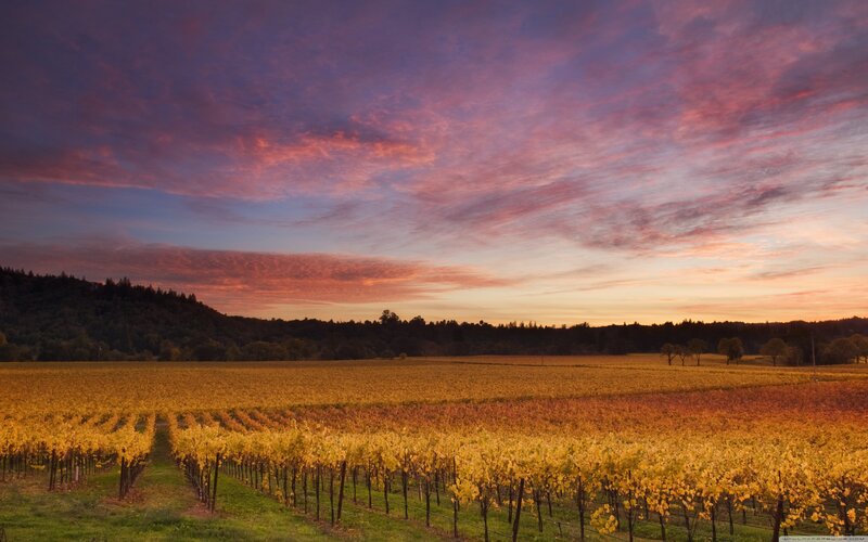Vineyard at Sunset — Purple, Serene, Photograph, Sky