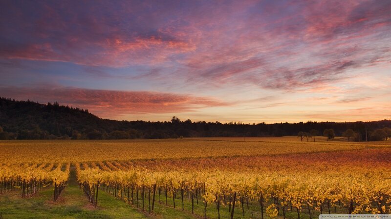 Vineyard at Sunset — Purple, Serene, Photograph