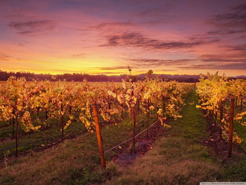 Vineyard at Sunset — Purple, Serene