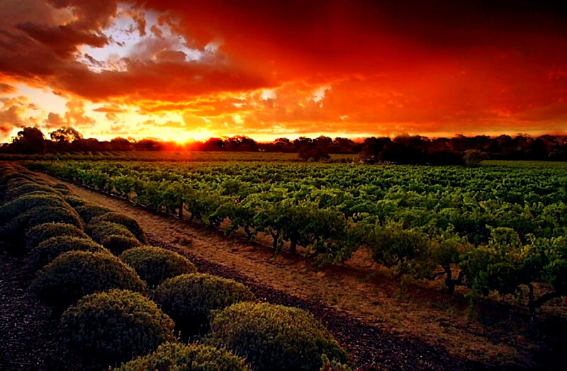 Vineyard at Sunset — Red, Dramatic, Photograph, Grapevines