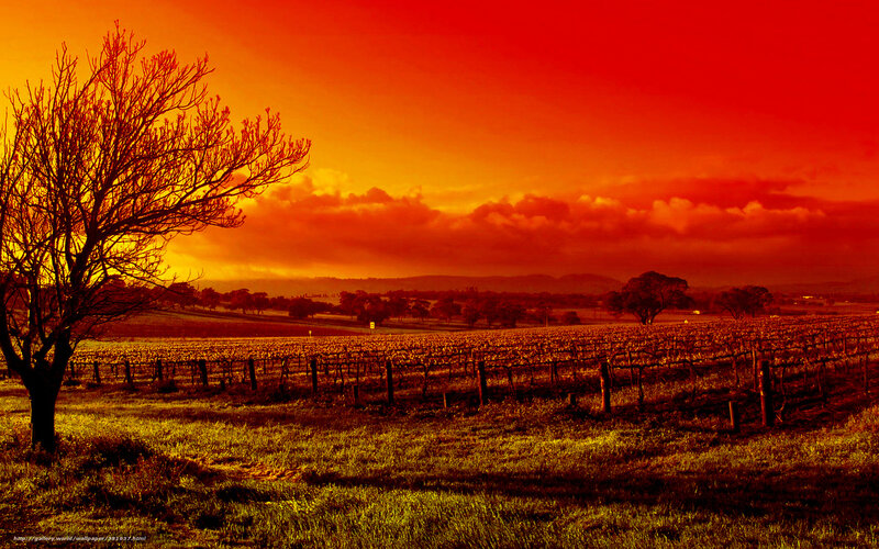 Vineyard at Sunset — Red, Dramatic, Photograph