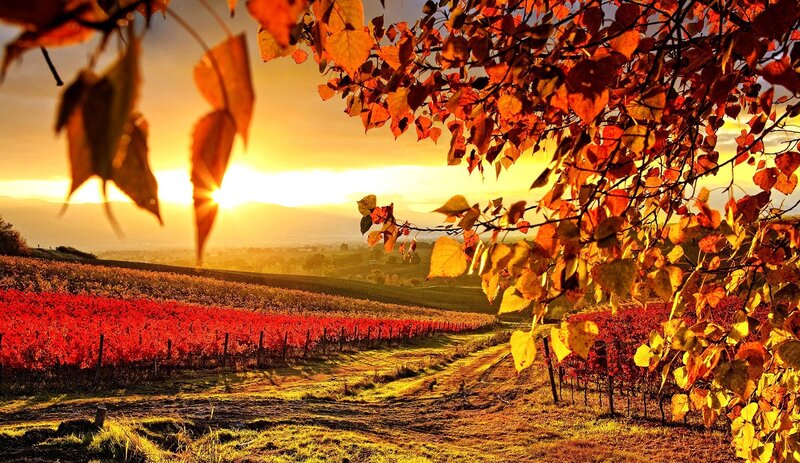 Vineyard at Sunset — Red, Serene