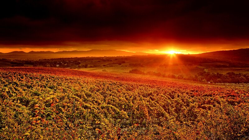 Vineyard at Sunset — Red