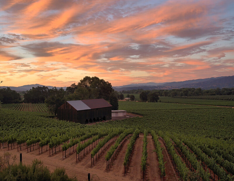 Vineyard at sunset with barn