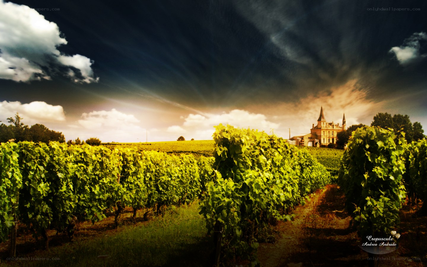 Vineyard at sunset with chateau