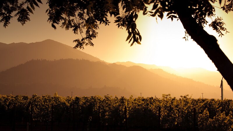 vineyard at sunset with mountains