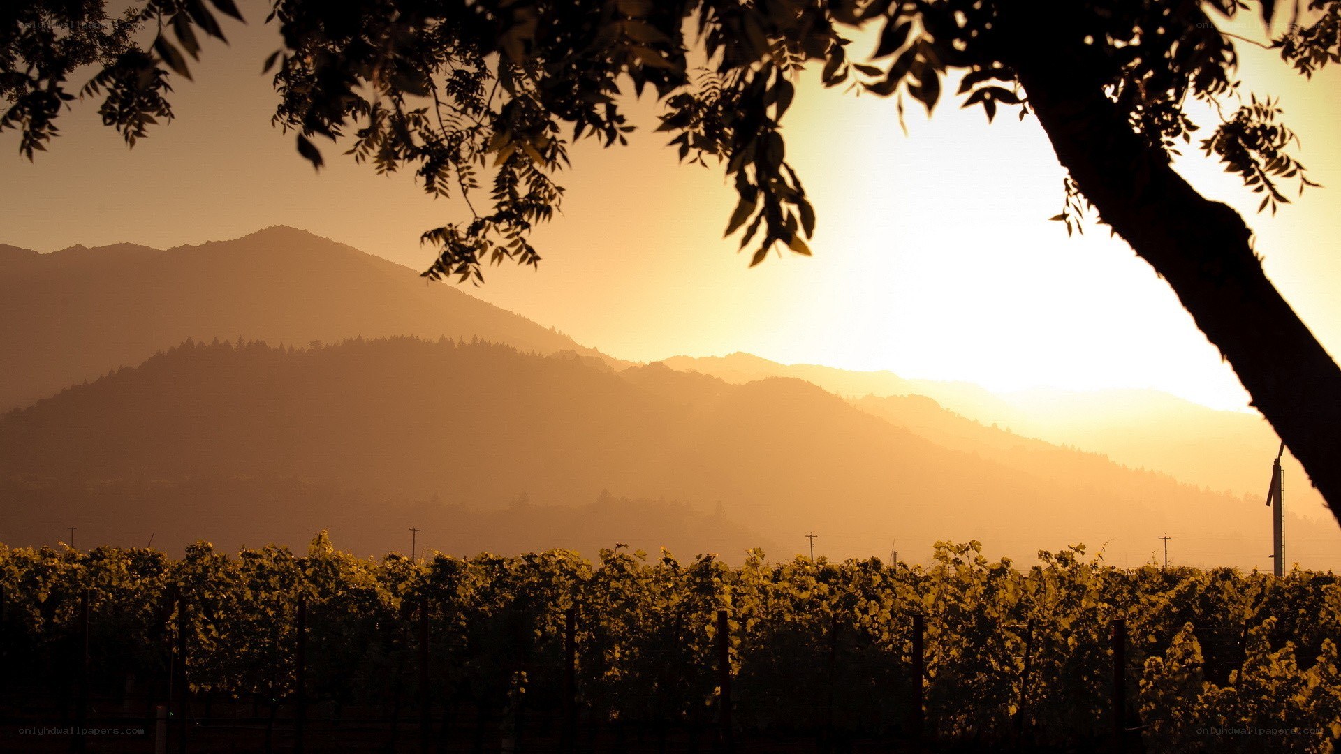 vineyard at sunset with mountains