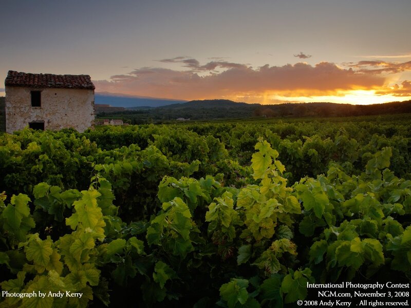 Vineyard at sunset with old building